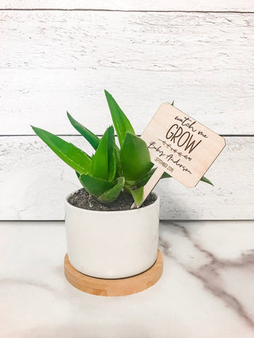 Watch Me Grow Succulent Tags